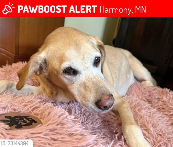Lost Female Dog last seen Between 351st Avenue and Highway 21, Harmony, MN 55939