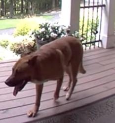 Reunited Unknown Dog last seen Yacht Club Dr / Kellog Creek Rd, Cherokee County, GA 30102