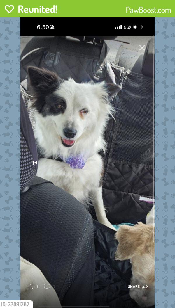 Reunited Female Dog last seen Normandie ave and Florence ave, Los Angeles, CA 90044