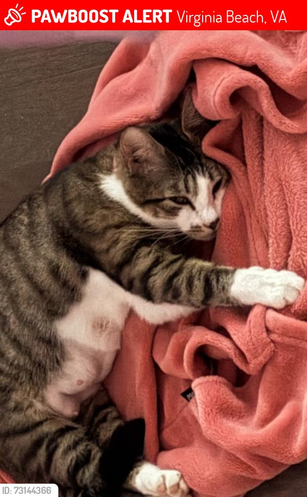 Lost Female Cat last seen Near Crofts pride drive, Virginia Beach, VA 23453