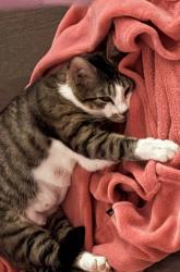 Lost Female Cat last seen Near Crofts pride drive, Virginia Beach, VA 23453