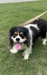 Found/Stray Unknown Dog last seen Antioch Road and Sourwood Trail, Fayette County, GA 30215