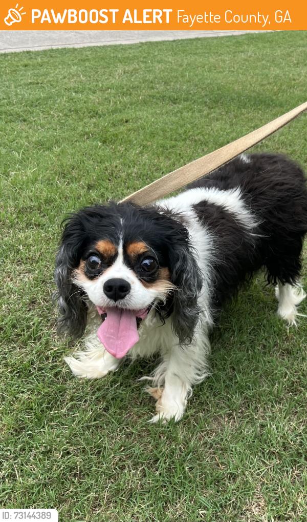 Found/Stray Unknown Dog last seen Antioch Road and Sourwood Trail, Fayette County, GA 30215