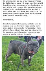 Reunited Male Dog last seen Pulgas & Gaillardia way, East Palo Alto, CA 94303