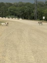 Found/Stray Unknown Dog last seen Near Toll Rd., Lockhart, TX 78644
