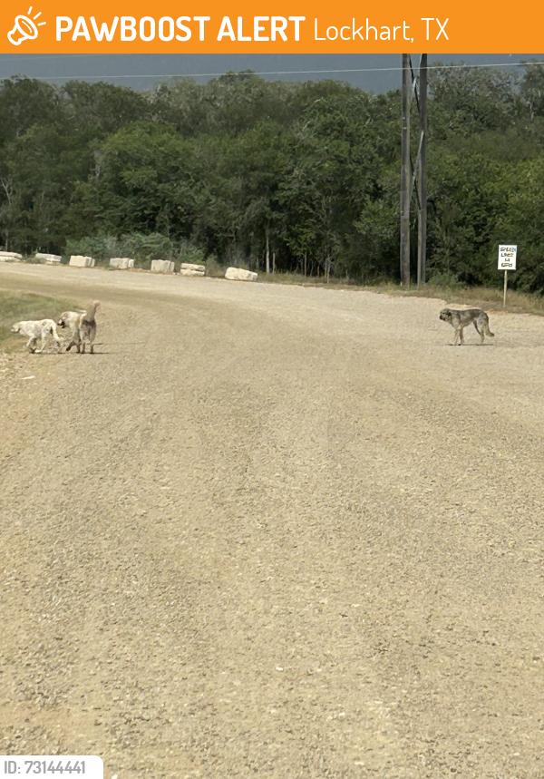 Found/Stray Unknown Dog last seen Near Toll Rd., Lockhart, TX 78644