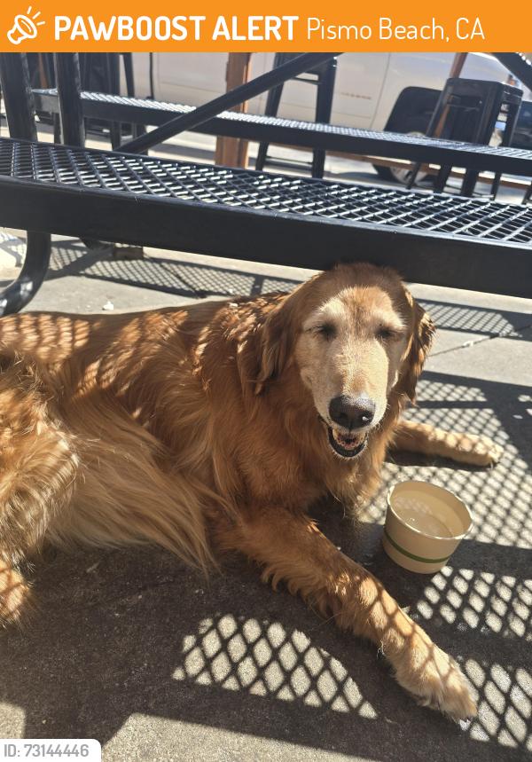 Found/Stray Female Dog last seen Hoagies Restaurant, Pismo Beach, CA 93449
