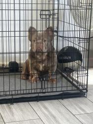 Lost Male Dog last seen Hillview park near Simon and Karl, San Jose, CA 95122