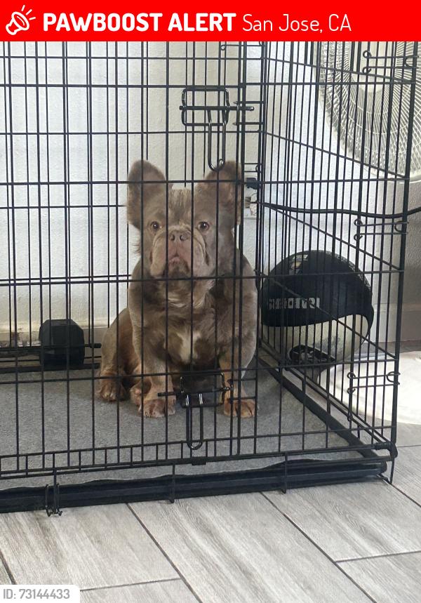 Lost Male Dog last seen Hillview park near Simon and Karl, San Jose, CA 95122
