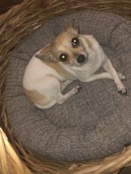 Lost Female Dog last seen Barker’s grooming and Boarding, Valdosta, GA 31602