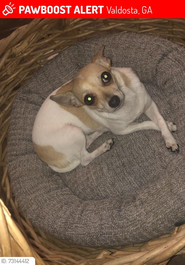 Lost Female Dog last seen Barker’s grooming and Boarding, Valdosta, GA 31602