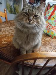 Lost Female Cat last seen Bruce b downs Blvd, Tampa, FL 33613