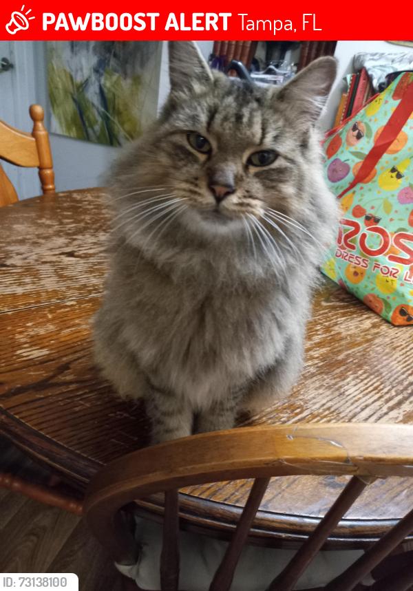 Lost Female Cat last seen Bruce b downs Blvd, Tampa, FL 33613