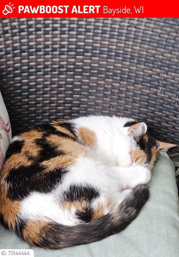 Lost Female Cat last seen White oak ln, Bayside, WI 53217