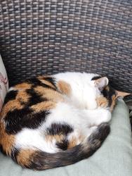 Lost Female Cat last seen White oak ln, Bayside, WI 53217