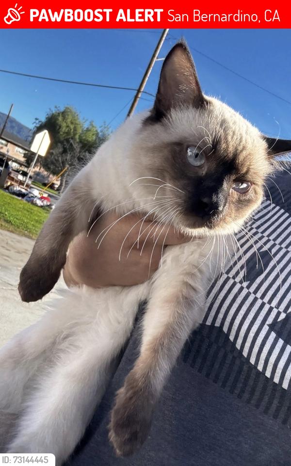 Lost Male Cat last seen Near n e street, San Bernardino, CA 92405
