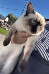 Lost Male Cat last seen Near n e street, San Bernardino, CA 92405