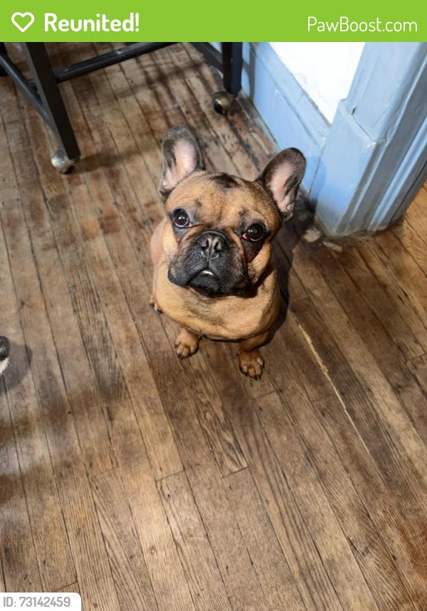 Reunited Male Dog last seen Kentucky ave and ingleside, Norfolk, VA 23502