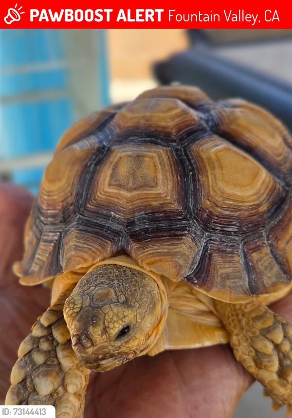Lost Unknown Other last seen Warner ave and Magnolia, Fountain Valley, CA 92708