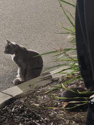 Lost Male Cat last seen Friars and linda vista rd, San Diego, CA 92108