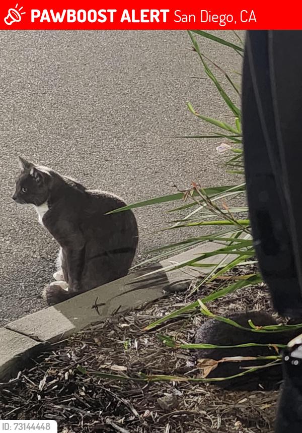 Lost Male Cat last seen Friars and linda vista rd, San Diego, CA 92108