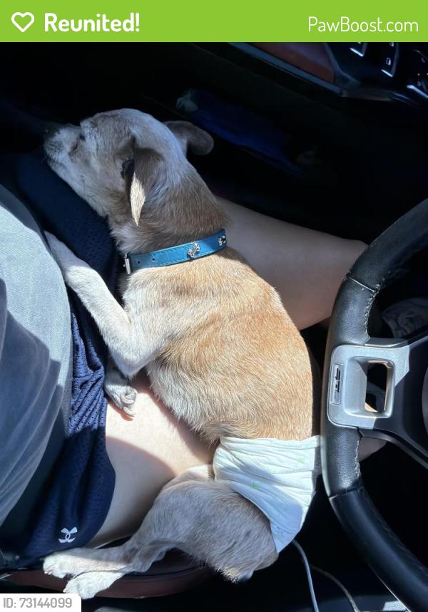 Reunited Male Dog last seen Mountain View neighborhood off of theme Rd, Whitney, NV 89122