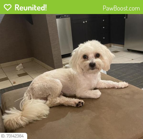 Reunited Male Dog last seen Near intersection in Deland unknown street., DeLand, FL 32724