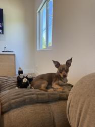 Lost Male Dog last seen Near Montana Ave, Santa Monica, CA 90403, USA, Santa Monica, CA 90403
