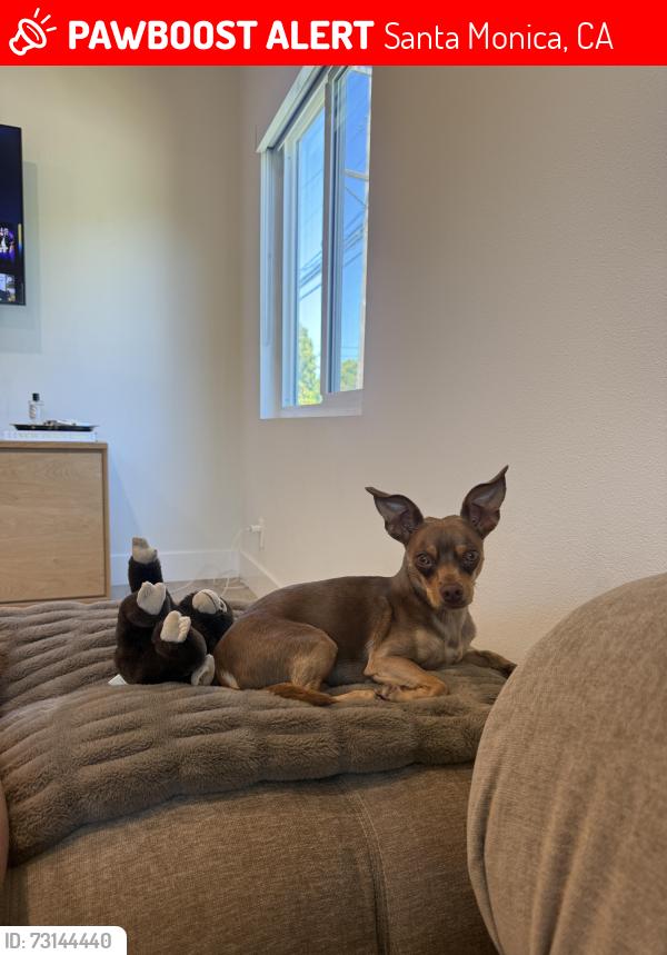 Lost Male Dog last seen Near Montana Ave, Santa Monica, CA 90403, USA, Santa Monica, CA 90403