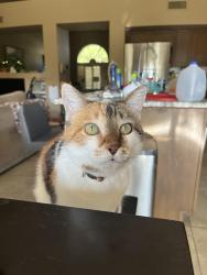 Reunited Female Cat last seen Near E WINCHCOMB DR Scottsdale ARIZONA 85260-7572, Scottsdale, AZ 85260