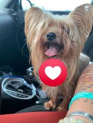 Reunited Female Dog last seen Penelope and Ave C South, Belton, TX 76513