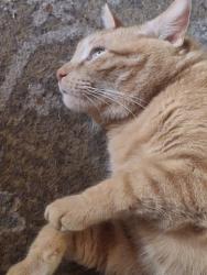 Lost Male Cat last seen Near eleven?, Turtle Creek, PA 15145