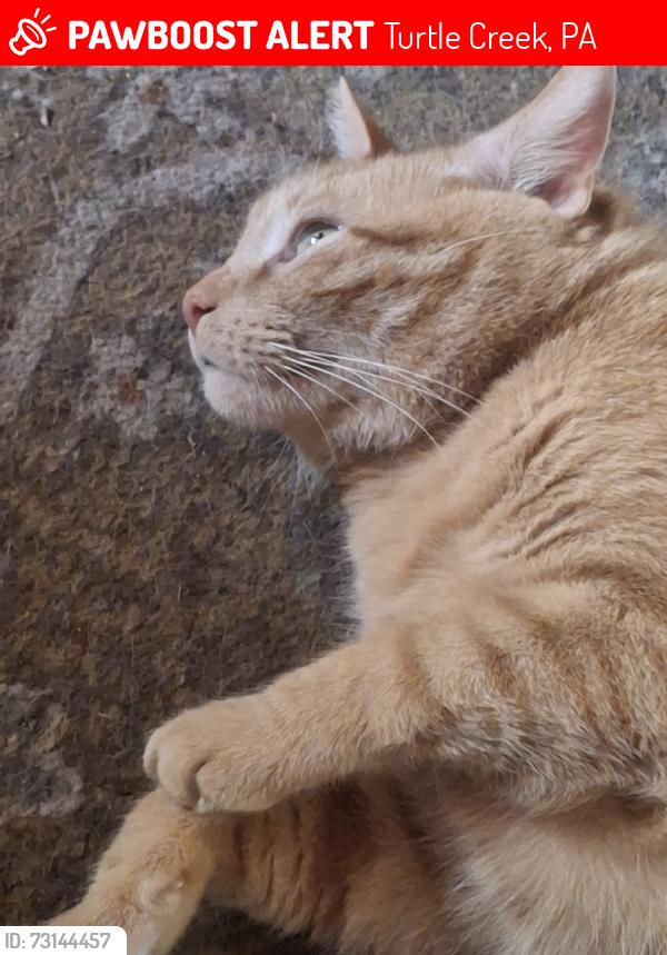 Lost Male Cat last seen Near eleven?, Turtle Creek, PA 15145