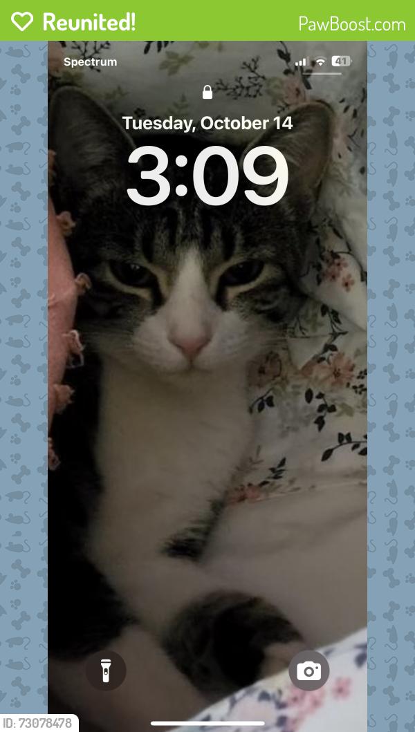 Reunited Female Cat last seen Antioch Bible baptist, Kansas City, MO 64118