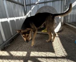 Found/Stray Female Dog last seen Belleview Dr, San Leandro, CA 94577
