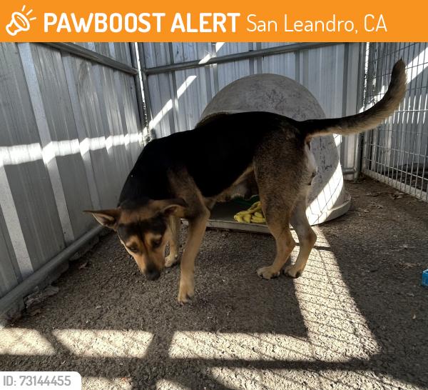 Found/Stray Female Dog last seen Belleview Dr, San Leandro, CA 94577