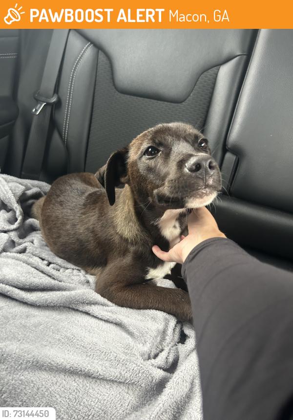 Found/Stray Unknown Dog last seen Delwood Drive, Macon, GA 31206