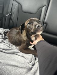 Found/Stray Unknown Dog last seen Delwood Drive, Macon, GA 31206