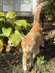 Lost Male Cat last seen Durham, Dollard-des-Ormeaux, QC H9G 1B4