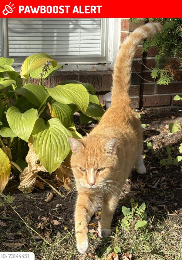Lost Male Cat last seen Durham, Dollard-des-Ormeaux, QC H9G 1B4