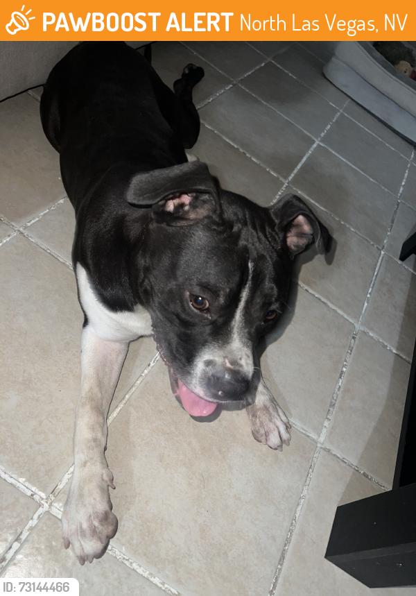 Found/Stray Male Dog last seen Lincoln elementary school, North Las Vegas, NV 89030