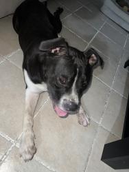 Found/Stray Male Dog last seen Lincoln elementary school, North Las Vegas, NV 89030