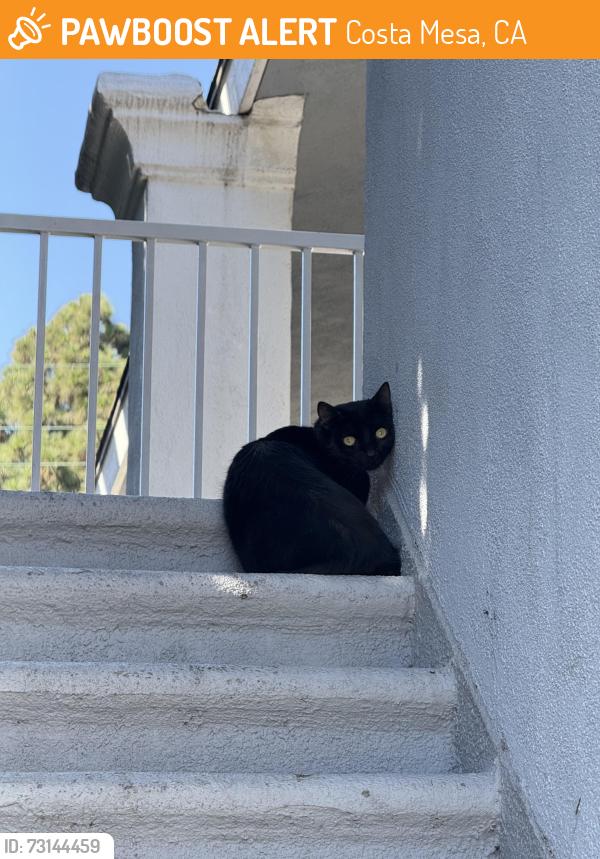 Found/Stray Unknown Cat last seen Bay St and Garvor Blvd, Costa Mesa, CA 92627