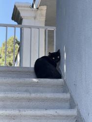 Found/Stray Unknown Cat last seen Bay St and Garvor Blvd, Costa Mesa, CA 92627