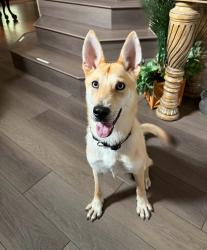 Found/Stray Male Dog last seen Pleasanton, San Antonio, TX 78211
