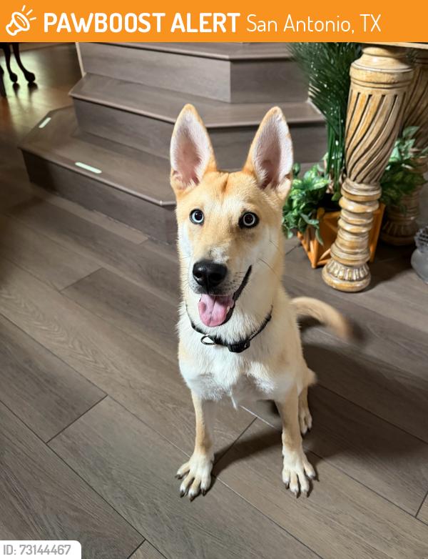Found/Stray Male Dog last seen Pleasanton, San Antonio, TX 78211