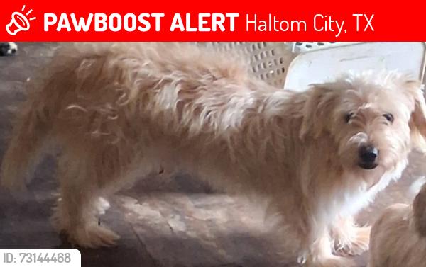Lost Male Dog last seen Owens and waldemar, Haltom City, TX 76117
