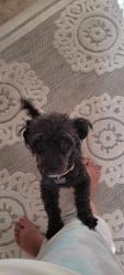 Lost Female Dog last seen California & Santa Rita Ave, Dos Palos, CA 93620