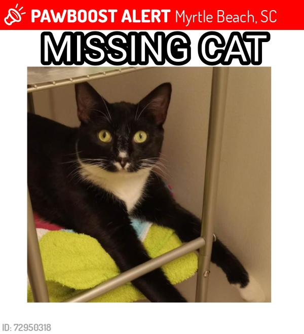 Lost Male Cat last seen Greens boulevard, Myrtle Beach, SC 29577