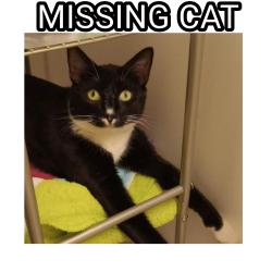 Lost Male Cat last seen Greens boulevard, Myrtle Beach, SC 29577